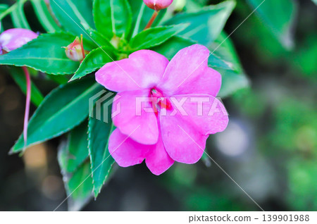 Balsaminaceae, Impatiens hawkeri W Bull New Guinea Hybrids or New Guinea Impatiens or fuchsia color flower or pink flower Balsaminaceae, Impatiens hawkeri W Bull New Guinea Hybrids or New Guinea Impatiens or fuchsia color flower or pink flower 139901988