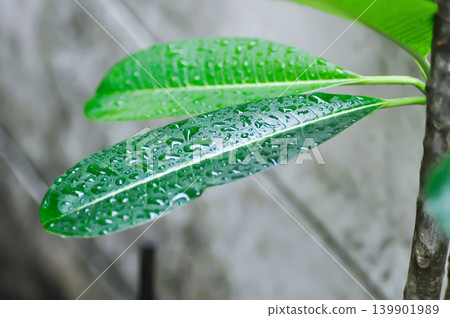 rain drop on the leaf, pagoda tree or frangipani or temple tree and rain droplet rain drop on the leaf, pagoda tree or frangipani or temple tree and rain droplet 139901989