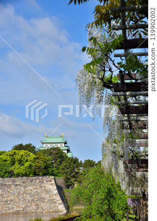 愛知縣：名城公園的紫藤走廊，可俯瞰名古屋城。 139902002