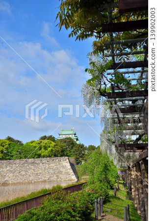 愛知縣:名城公園的紫藤走廊,可俯瞰名古屋城。 愛知縣:名城公園的紫藤走廊,可俯瞰名古屋城。 139902003