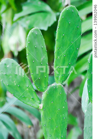 Opuntia cochenillifera, Opuntia or cactus or succulent plant 139902046
