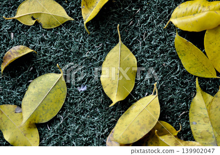 dried leaf ,wilt leaf or leaf background or fall leaves or Golden Fig leaves or Weeping Fig leaves on the ground dried leaf ,wilt leaf or leaf background or fall leaves or Golden Fig leaves or Weeping Fig leaves on the ground 139902047