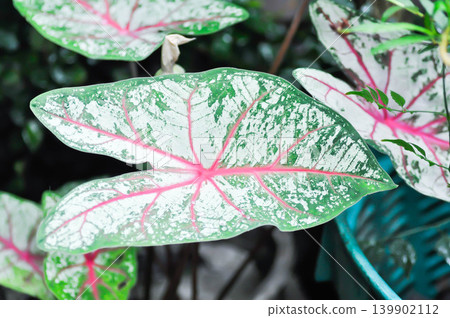 Caladium, Caladium Bicolor Vent or Caladium bicolor Caladium, Caladium Bicolor Vent or Caladium bicolor 139902112