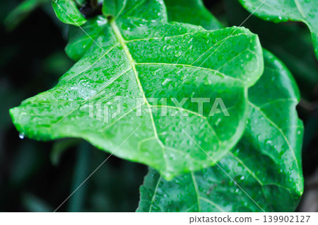 Ficus lyrata Warb or fiddle fig , Ficus lyrata or Ficus and rain drop or rain droplet 139902127