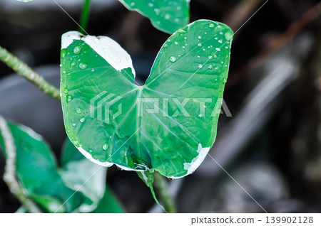 Albomarginata, Araceae or Schott or Xanthosoma sagittifolium or XANTHOSOMA or Mickey Mouse Plant or Xanthosoma atrovirens Variegatum Monstrosum and rain droplet 139902128