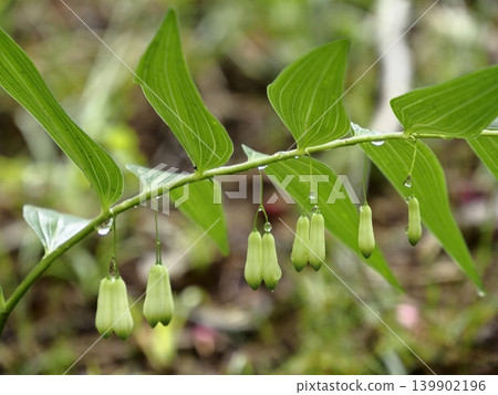 Solomon's seal leaves raindrops behind. Solomon's seal leaves raindrops behind. 139902196
