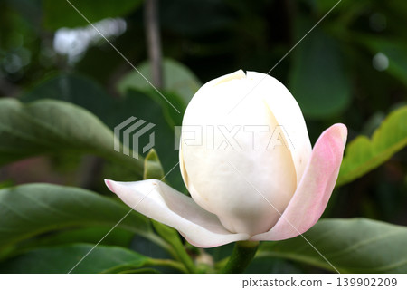 Ooyama太平間的花 139902209