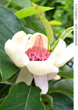 Flowers of Ooyama mortuary 139902211