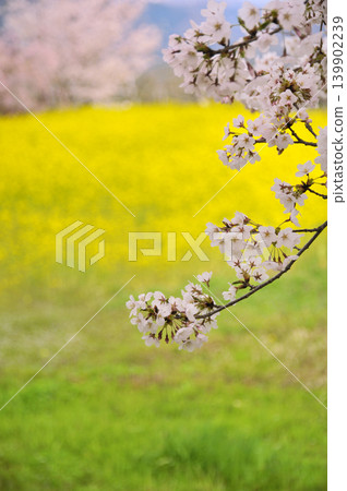 Cherry blossoms and rapeseed fields 139902239