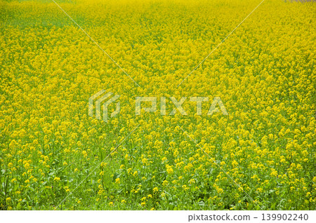 Rapeseed field 139902240