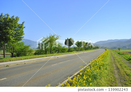 Blue sky and a field of rapeseed flowers along the road 139902243