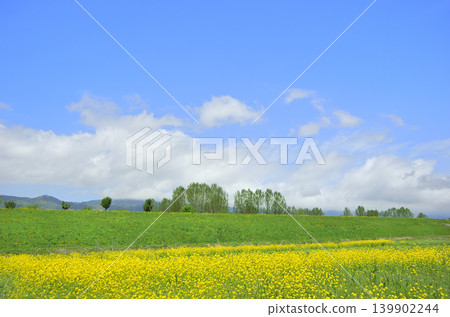 藍天和一片油菜花田 139902244