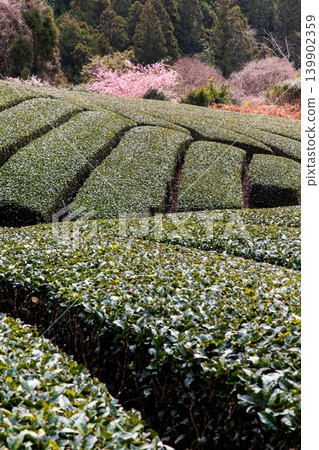 春茶領域 春茶領域 139902359