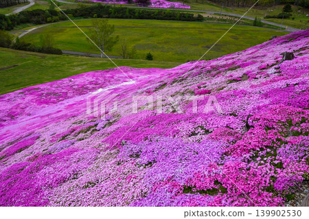 Full bloom moss phlox at Taiyo-no-Oka Engaru Park (2026) Full bloom moss phlox at Taiyo-no-Oka Engaru Park (2026) 139902530