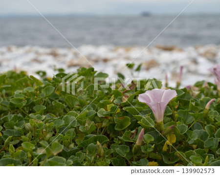 Hamahirugao blooming on the coast Hamahirugao blooming on the coast 139902573