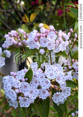 White flowers of Kalmia White flowers of Kalmia 139902604