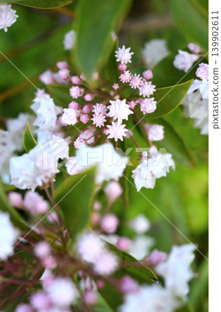 山月桂的白色花朵 山月桂的白色花朵 139902611
