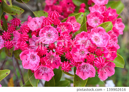 紅花山月桂 紅花山月桂 139902616