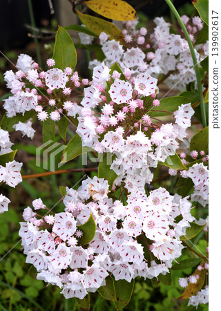 山月桂的白色花朵 139902617