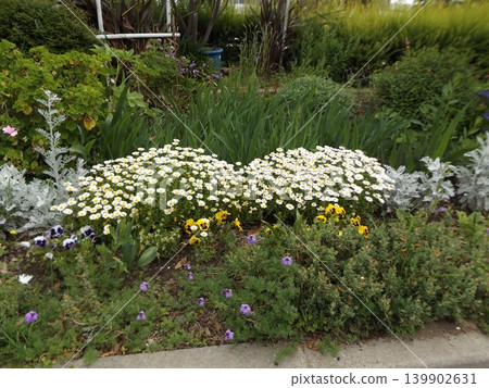白色北極雛菊、藍色花朵和黃色三色堇。 白色北極雛菊、藍色花朵和黃色三色堇。 139902631