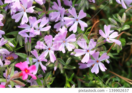 Pale pink moss phlox flowers blooming in the spring garden 139902637