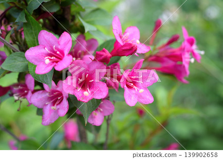 Weigela flowers 139902658