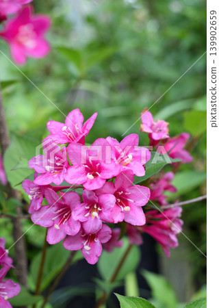 Weigela flowers 139902659
