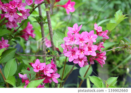 Weigela flowers Weigela flowers 139902660