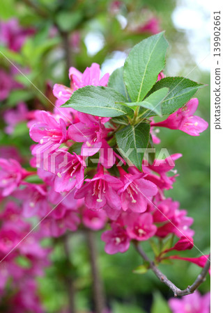 Weigela flowers 139902661