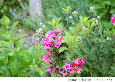 Weigela flowers Weigela flowers 139902663