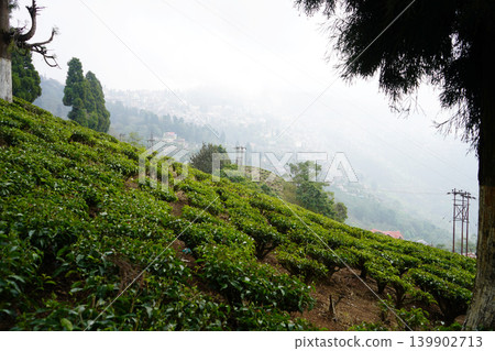 Lush tea garden plantation on misty Himalayan mountain slopes in Darjeeling Lush tea garden plantation on misty Himalayan mountain slopes in Darjeeling 139902713