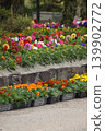 Two-tiered flower field 139902772