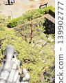 Pine garden viewed from the castle tower 139902777