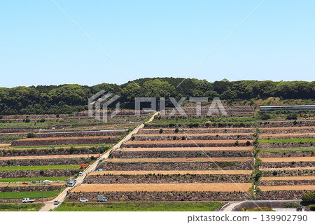 Potato field Potato field 139902790