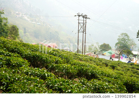 Scenic landscape of tea plantations with power lines and houses in a mountain village Scenic landscape of tea plantations with power lines and houses in a mountain village 139902854