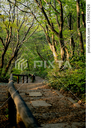The soft sunlight of dusk filters through the lush green mountain paths and walking trails. The soft sunlight of dusk filters through the lush green mountain paths and walking trails. 139902926