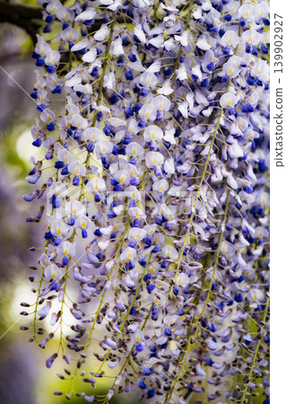 The wisteria blossoms in full bloom, enchantingly illuminated by the beautiful lights of the night view. The wisteria blossoms in full bloom, enchantingly illuminated by the beautiful lights of the night view. 139902927