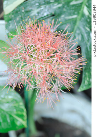 Blood Lily or Haemanthus multiflorus Tratt Martyn or Amaryllidaceae or orange flower or pink flower or Scadoxus multiflorus Blood Lily or Haemanthus multiflorus Tratt Martyn or Amaryllidaceae or orange flower or pink flower or Scadoxus multiflorus 139902944