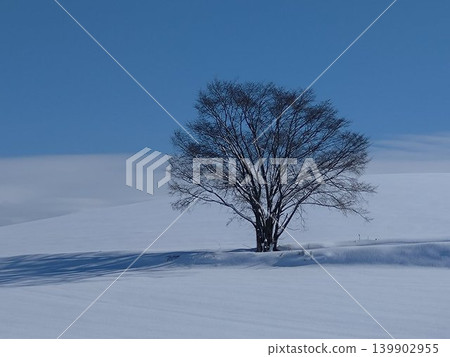 站在美瑛白雪皚皚的山丘上 站在美瑛白雪皚皚的山丘上 139902955