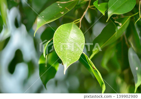 Ficus Benjamina L or Moraceae, Golden Fig or Weeping Fig or Ficus Benjamina or leaves background Ficus Benjamina L or Moraceae, Golden Fig or Weeping Fig or Ficus Benjamina or leaves background 139902980