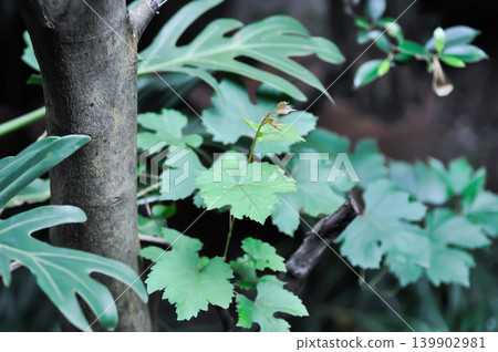 grape plant, Grape Vine or VITIDACEAE or Vitis vinifera or Vitis vinifera Linn grape plant, Grape Vine or VITIDACEAE or Vitis vinifera or Vitis vinifera Linn 139902981