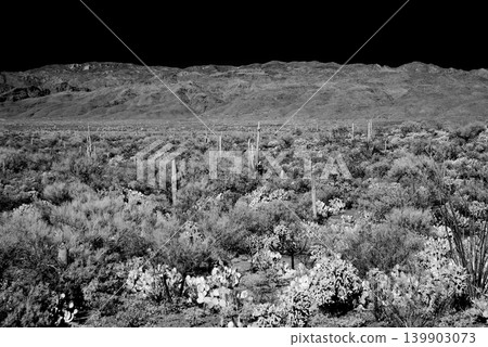 Old Saguaro Cactus Sonora desert Arizona in Black and White 139903073