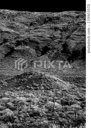 Old Saguaro Cactus Sonora desert Arizona in Black and White 139903078