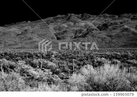 Old Saguaro Cactus Sonora desert Arizona in Black and White 139903079