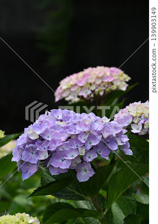 Hydrangea blossoms that adorn the early summer Hydrangea blossoms that adorn the early summer 139903149
