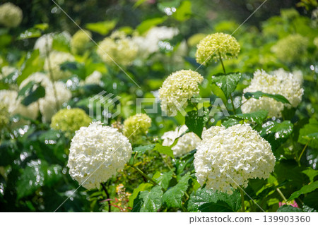 盛開的繡球花-雨季風景 盛開的繡球花-雨季風景 139903360