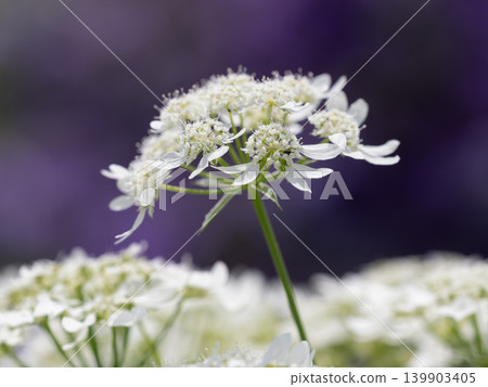 初夏花壇中的大花奧拉亞(Orlaya grandiflora) 初夏花壇中的大花奧拉亞(Orlaya grandiflora) 139903405