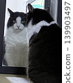 Cat in the mirror 139903497