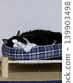 Goro Neko 139903498