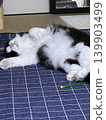 Unprotected cat 139903499